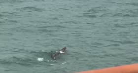 Buaya di Teluk Batik: Perhilitan pantau persekitaran, nasihat orang awam waspada