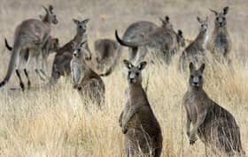 Aussie arrested over deaths of 98 kangaroos