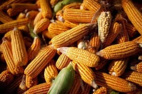 China approves more genetically modified crops to boost yields, ensure food security