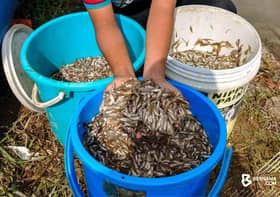 Ribuan anak ikan muncul, penduduk Pasir Mas raih pendapatan sampingan
