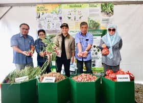 Bawang Rose Ehsan inisiatif kurangkan kebergantungan bekalan import