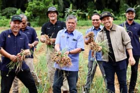 Malaysia can save RM300 mln with local onion cultivation — Minister
