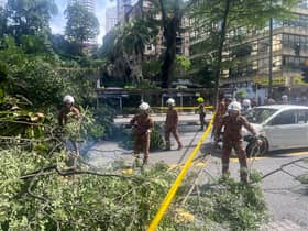 Dua beranak cedera, kereta dihempap pokok tumbang