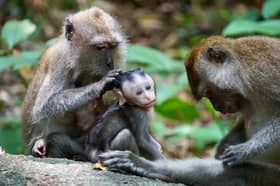 Selangor sets up wildlife corridors to protect primate habitats