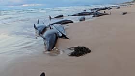 Australia starts euthanising false killer whales after mass stranding