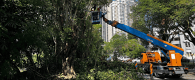 MBDK allocates RM6 mln to manage old, overgrown trees