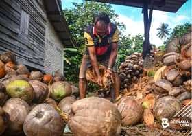 Kerajaan import lebih 600,000 biji kelapa, stabilkan bekalan domestik