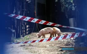 Over 1,800 pigs infected with ASF in Selangor disposed of — DVS