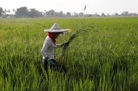 Philippines declares ‘food security emergency’ to tame retail rice prices