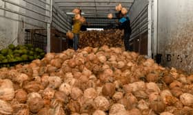 Malaysia gains approval to export fresh coconuts to China — Minister