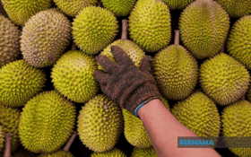 Malaysia to rival Thailand as fresh durian exporter to China