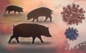 Jabatan Veterinar Selangor lupus 14,000 khinzir dijangkiti virus