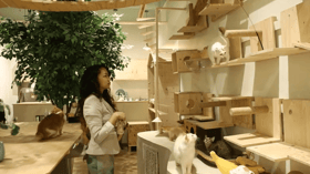 Hotel kucing: Alternatif terbaik atau memberi tekanan kepada si bulus