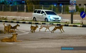 Awas anjing liar: Cara lindungi diri