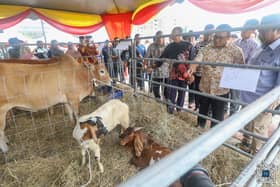 Program ibadah korban diteruskan, dana RM6 juta agih ribuan lembu, kambing