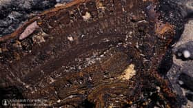 ‘Deep-sea mining impacts still felt 40 years on’