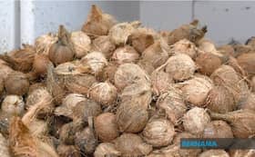 Fama bawa masuk 734 tan metrik kelapa, langkah stabilkan harga, bekalan