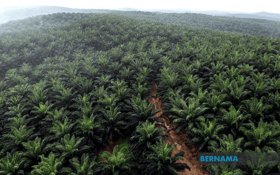 EC must accept Malaysia’s palm oil certification that bans deforestation: MPOC