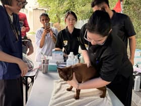 Letupan paip gas: DUN Kinrara, dua klinik kerjasama rawat haiwan terjejas