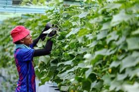 Tanam timun secara fertigasi jana pendapatan cecah RM8,000 sebulan