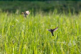 Aktiviti fotografi di Hutan Simpan Kota Damansara dibenarkan, patuhi peraturan