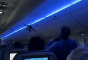 2 புறாக்களால் விமானத்தின் புறப்பாடு தாமதம்