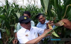 KPKM tekad bangunkan industri jagung bijian, kurang kebergantungan import