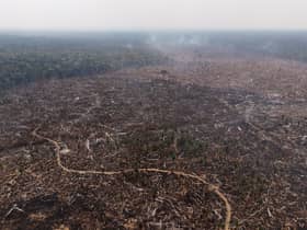 EU brands four nations ‘high risk’ under deforestation law