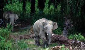 Network of corridors among ways to protect our gentle giants: Nik Nazmi