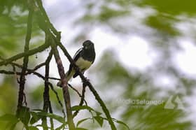 Burung, lensa dan alam: Program cerapan semai cinta biodiversiti (FOTO ESEI)