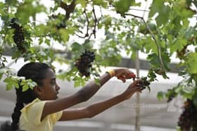 生态旅游深受游客青睐占35%  雪州第2季最热旅游领域