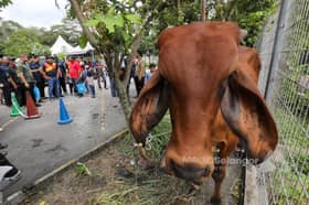 Kisah di sebalik Aidiladha, pengorbanan sukar dilupakan