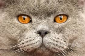 Aksi comel curi perhatian, pelbagai baka si bulus serlah keunikan (FOTO ESEI)