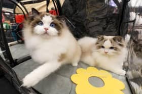 Lapangan terbang di China buka ruang menunggu untuk haiwan peliharaan