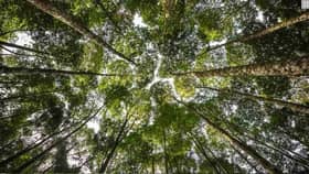 雪州森林公园列入世界遗产   巩固生态旅游地位迈国际绿色典范