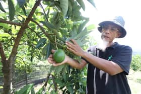 旅游“种”出新人生　农友新古毛栽出牛油果园