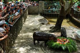 Thailand's hippo Moo Deng draws crowds at first birthday bash