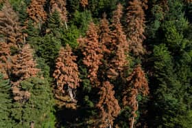 EU climate goals at risk as ailing forests absorb less CO2, scientists say