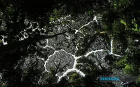 FRIM雪州森林公园列世遗   生态旅游魅力升级助攻旅游年