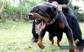 Isu anjing liar: MBPJ, NGO cari jalan penyelesaian lebih berkesan