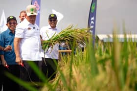 MAFS introduces two new padi varieties to tackle weedy rice problem