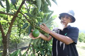 Avokado lebih mudah ditanam berbanding durian