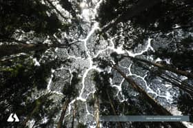 Serene sights in FRIM’s verdant forest