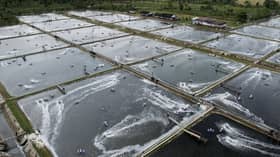 Hit by US tariffs, Indonesia plans to sell shrimp to China instead