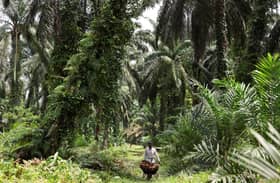 MPOC says EU delay on deforestation rule key to address concerns