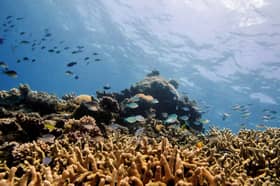 Great Barrier Reef suffers record coral decline due to mass bleaching