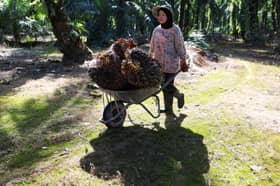 Over 34,000 quotas approved to address plantation sector's worker shortage 