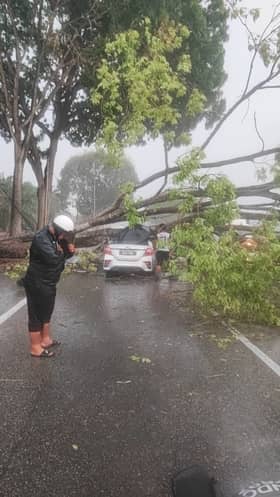轿车行驶中被大树压毁  夫妇与10个月婴儿逃过死劫