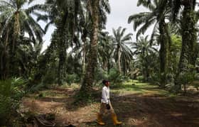 Palm oil stocks rise to highest in nearly two years