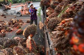 ‘Crude palm oil exports still important for country to maintain market share’